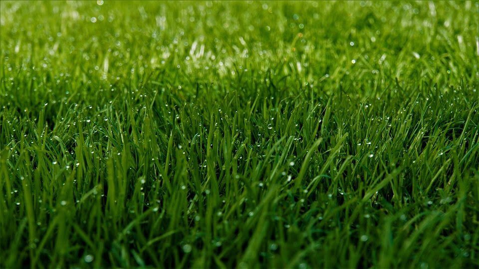 Belle pelouse verte