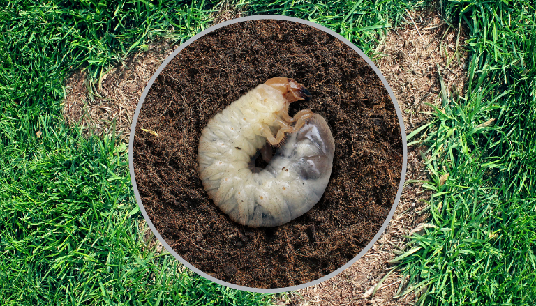fertiliser le gazon et traitement des insectes nuisibles
