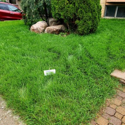 entretien gazon Le Génie en Herbe