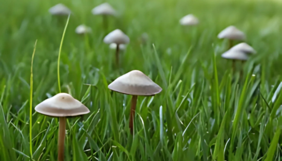 Guide sur les petits champignons