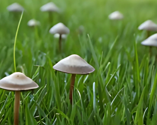 Guide sur les petits champignons
