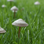 Vous voyez des petits champignons apparaître sur votre pelouse et vous vous demandez quelle en est la cause?