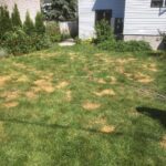 Fertilizer burn caused by improper application of fertilizer by the homeowner