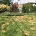 Fertilizer burn caused by improper application of fertilizer by the homeowner
