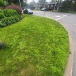 Crabgrass invading a lawn damaged by chinch bugs