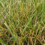 Grass rust fungus