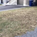 Ravage of a skunk feeding on white grubs contained in the lawn