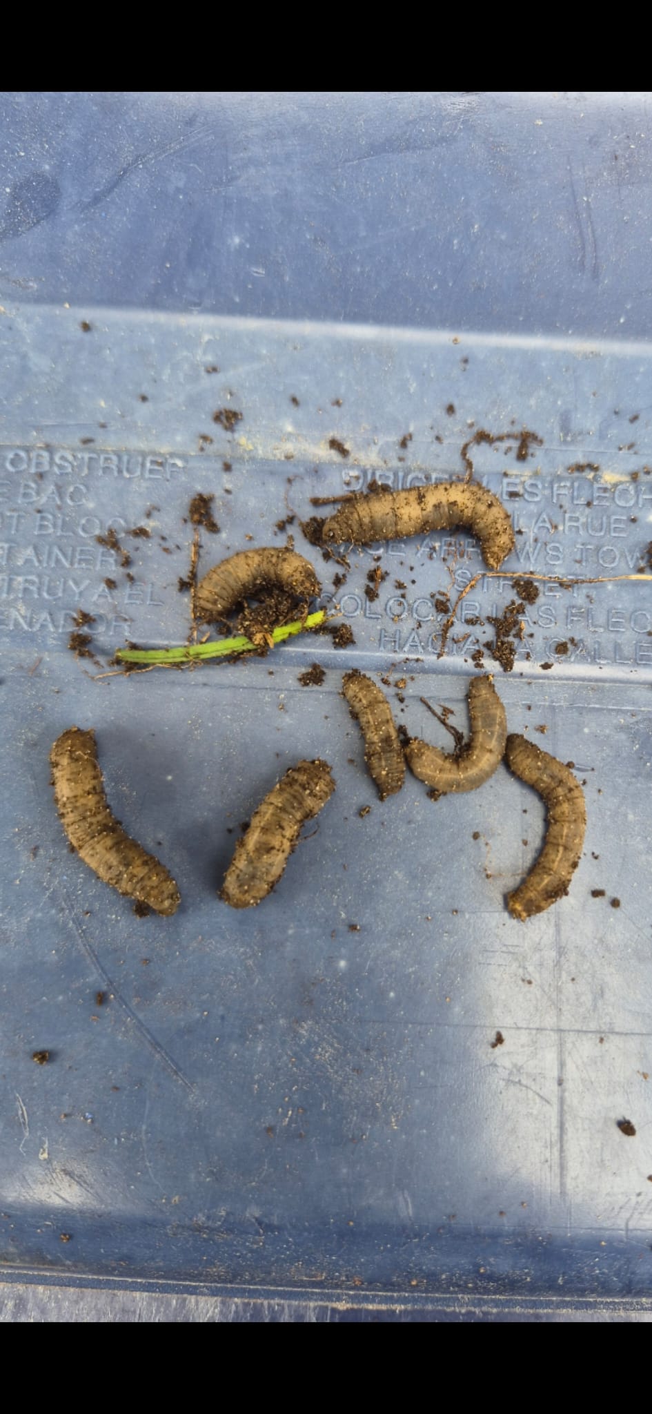 Tipule